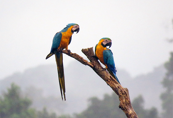 Blue and yellow Macaws by Ventures Birding